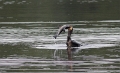 Aalscholver - Zeelt - 2008 - 4